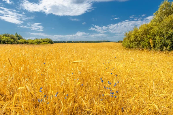 Sommerlandschaft Weizen Auf Dem Maiskolben Reifestadium Kolbenreife Gerste Auf Einem — Stockfoto
