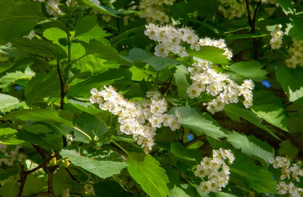Hawthorn Flowers More Healthy Addition Early Spring Salads Known Eating — Foto Stock