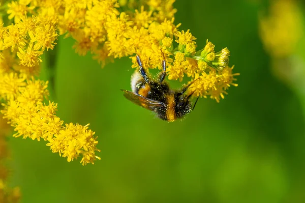 Bumblebee Collects Honey Goldenrod Flower Large Hairy Bee Loud Buzzing — Fotografia de Stock