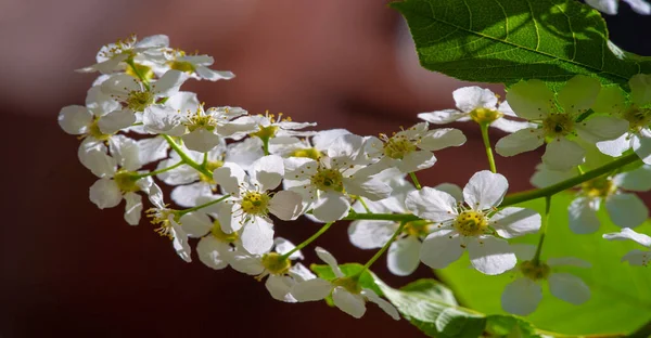 Bird Cherry Flowers Amazing Aromatic Woody Taste Spring Nectar Loving — Stock Photo, Image