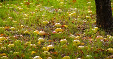 Elmalar ağaçtan yere düşer. Elma bahçesi ve bir sürü çürümüş meyve, sonbaharda kırsal alanda, bahçedeki ağacın altında.