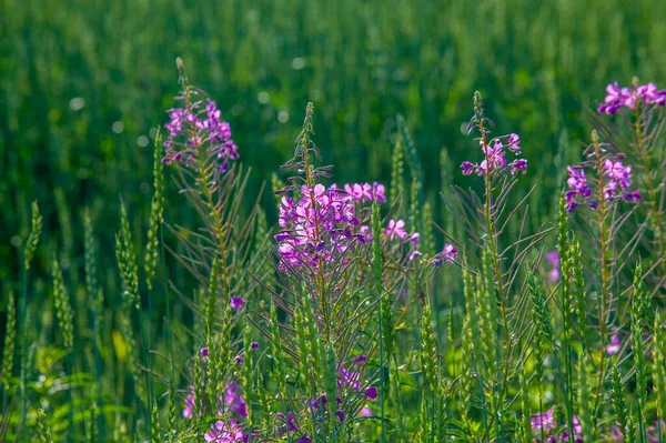 Photo Été Blé Est Une Herbe Largement Cultivée Pour Ses — Photo