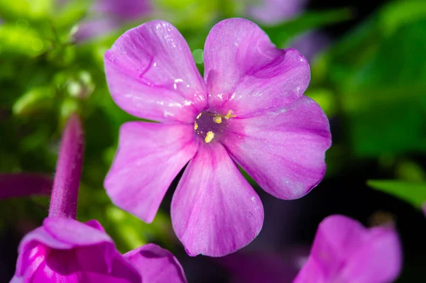 Garden Flowers Impatiens Also Known Busy Lizzie Its Name Latin — 스톡 사진