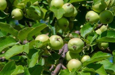 Wild apples. The apple tree was celebrated by Jews, Greeks, Romans and Scandinavians. Some thought the first couple of people were tempted by its fruits.