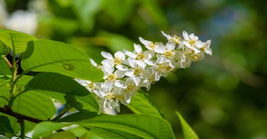 Bird cherry flowers. Amazing aromatic woody taste. In the spring, nectar-loving animals flock to this beautiful tree, and from the sweet nectar, honey tastes wonderful.