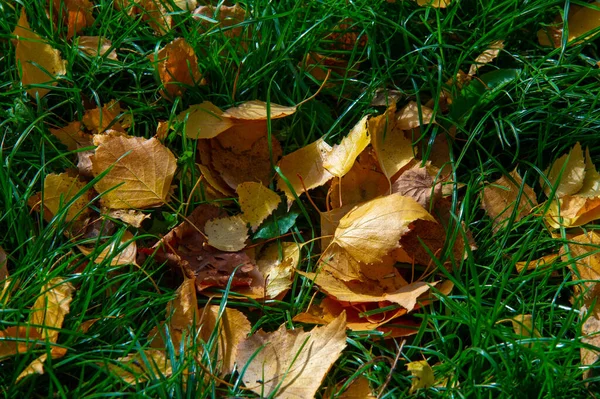 秋天多彩的桦树叶 落叶树 树皮白色 叶心形 — 图库照片