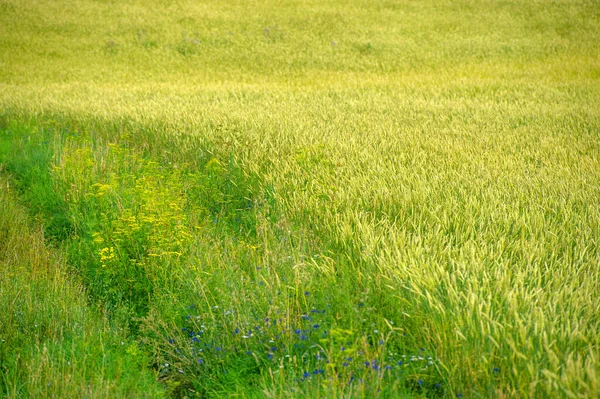 Sommerfoto Weizen Ist Die Wichtigste Getreidepflanze Die Gemäßigten Ländern Angebaut — Stockfoto