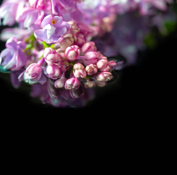 Lilac Flowers Syringa Vulgaris Common Lilac Oleaceae Native Balkan Peninsula — Fotografia de Stock
