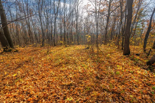 Walk Autumn Forest Autumn Colors Melancholy Autumn Mood Stock Image — Foto Stock