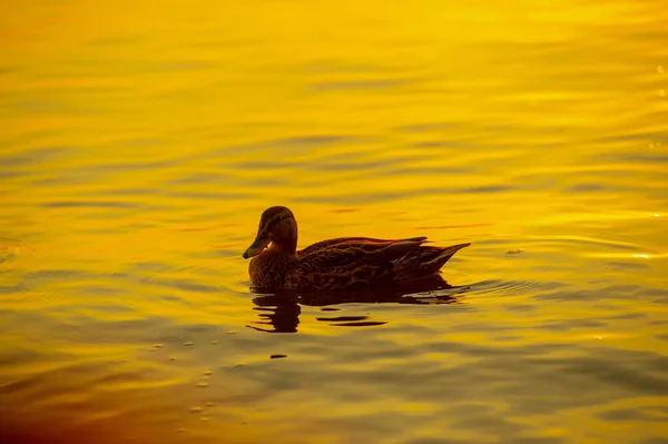 Wild Mallard Ducks Sunset Frisky Ducks Feed Water Lean Forward — Zdjęcie stockowe