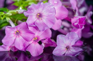 Garden Flowers Impatiens are also known as 