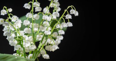 Lily of the valley isolated on black background, herb with fragrant white bells. Bright and juicy background of delicate flowers. May lily