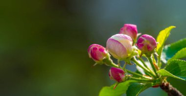Elma ilkbaharın başlarında çiçek açar. Tomurcuklanan tomurcuklara pembe bir renk. Pembe renkli beyaz çiçek yaprakları. İnanılmaz güzel çiçekler. Makro fotoğrafçılık