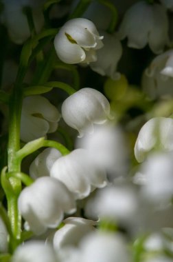 Convallaria majalis (vadideki zambak), zambak çiçeği düğünlerde kullanıldı ve çok pahalı olabilir. Uluslararası İşçi Bayramı 'nda vadi zambağı satmak Fransa' da bir gelenek haline geldi.