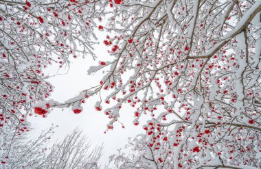 İlk kar. Düşen her ölçekte gökyüzünden eşsiz bir ilgi kıvılcımı düşüyor. Kar, yıldızlar gibi yağdı. Kolayca tahmin edilebilecek gibi neden sadece güzel olduğunu karanlık ağaçlar doldurdu..