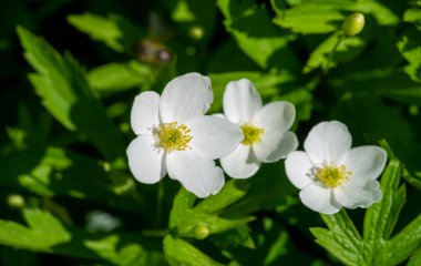 Anemone flower, Greek means 