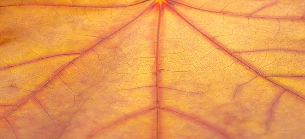 Hösten Skiss Med Lönnlöv Gul Röd Orange Färger Blad Fotografi — Stockfoto
