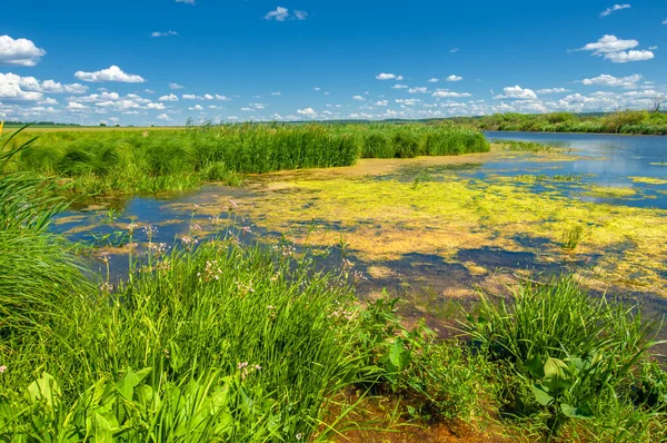 Zomer Fotografie Een Rivier Begroeid Met Riet Blauwe Lucht Met — Stockfoto