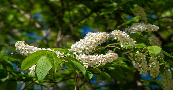 Bird Cherry Flowers Amazing Aromatic Woody Taste Spring Nectar Loving — стоковое фото