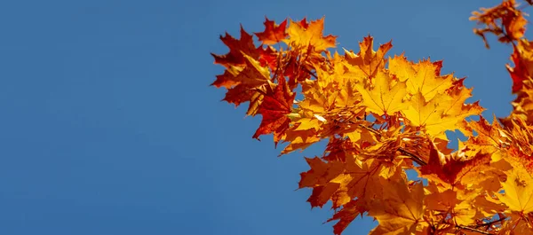 Autumn Landscape Beautiful Autumn Landscapes Colorful Fire Maple Foliage Red — Stock Photo, Image