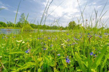 Spring photography. The beginning of May revives the flower fields of the river gorge. The art of taking close-up shots that reveal details that cannot be seen with the naked eye.