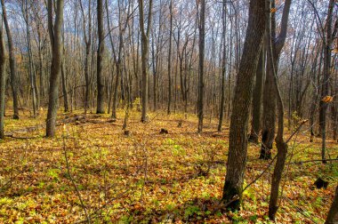 Birch, oaks, linden, maples, dressed in multi-colored yellow orange-red leaves. blue sky with fluffy white clouds. Autumn landscape photography, the European part of the Earth.