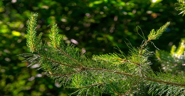 Needles Pine Needles Texture Background Pattern — 图库照片