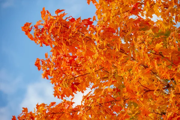 Осенняя Фотография Величественное Дерево Солнечными Лучами Долине Драматическая Красочная Осенняя — стоковое фото