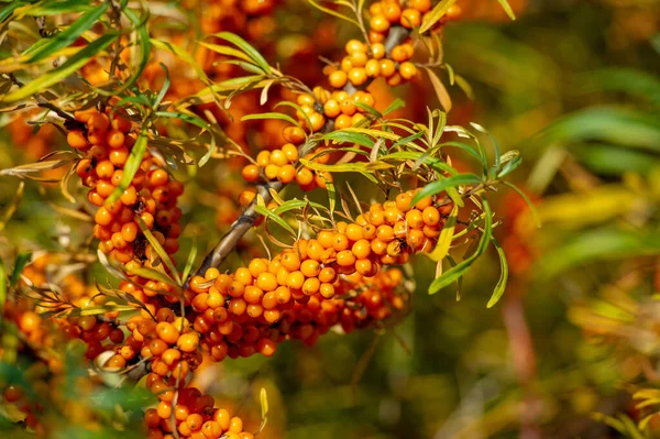 Espino Cerval Mar Contiene Vitaminas Otros Ingredientes Activos Puede Tener — Foto de Stock