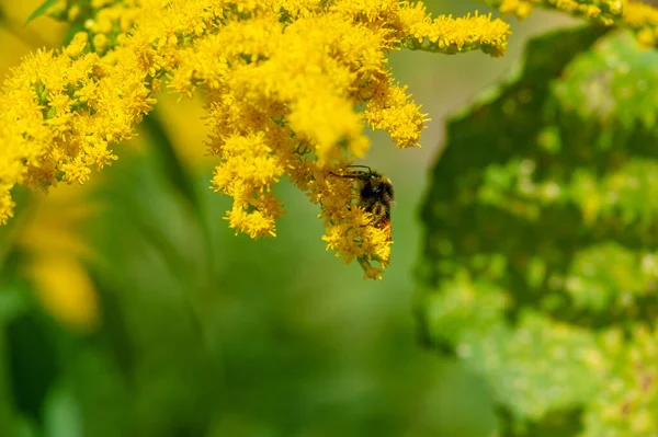Bumblebee Collects Honey Goldenrod Flower Large Hairy Bee Loud Buzzing — Stok fotoğraf