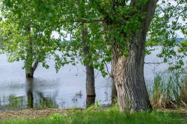 Flooding A rise in the water level in a river as a result of rapid melting of snow, large quantities of water flowing out of normal boundaries, especially over land.