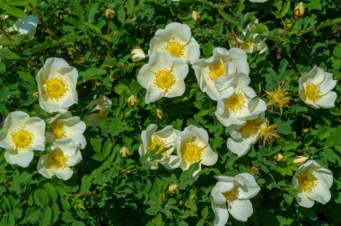 Yabani çiçek (yabani çiçek), yabani doğada yetişen, yani kasten tohum ekilmemiş veya ekilmemiş bir çiçektir..
