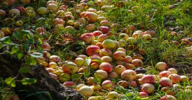 Elmalar ağaçtan yere düşer. Elma bahçesi ve bir sürü çürümüş meyve, sonbaharda kırsal alanda, bahçedeki ağacın altında.