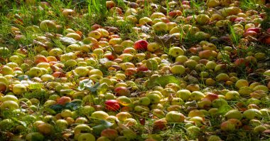 Elmalar ağaçtan yere düşer. Elma bahçesi ve bir sürü çürümüş meyve, sonbaharda kırsal alanda, bahçedeki ağacın altında.