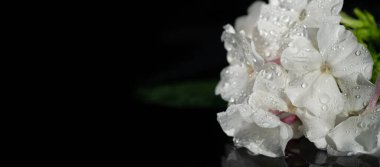 Garden Flowers Impatiens are also known as 