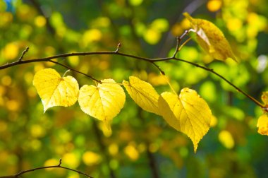 Sonbahar manzarası, fotoğraftaki sonbahar çizimi, sarı bordo kırmızı yapraklar, yaz dilekçesi, neşeli resimler.