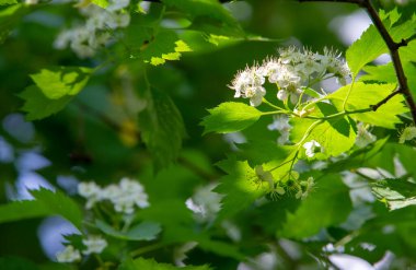 Hawthorn flowers are more than a healthy addition to early spring salads. It is known that by eating hawthorn flowers, we stimulate increased antioxidant activity