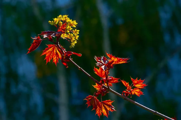 Ahornblüten Sind Grün Gelb Orange Oder Rot Manche Ahorne Sind — Stockfoto