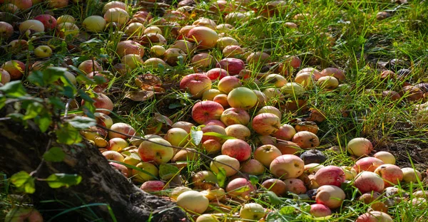 リンゴは木から地面に落ちる 田舎の秋に庭の土地の木の下でリンゴの果樹園と多くの秋の腐敗した果物 — ストック写真