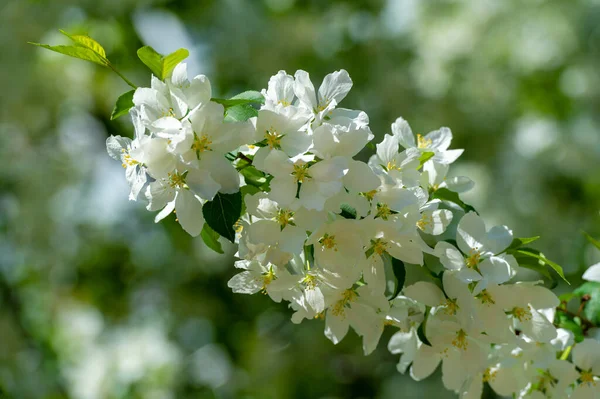 Flor Manzana Una Vista Verdaderamente Embriagadora Naturaleza Con Miles Flores —  Fotos de Stock