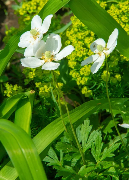 Anemonoides Nemorosa Woody Anemone Early Spring Flowering Plant Ranunculaceae Family — Stock Photo, Image