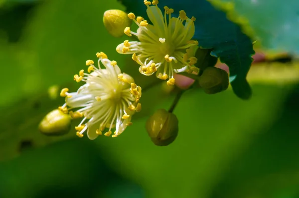 Flores Tilo Corazón Tilo Árbol Nacional República Checa Eslovaquia Dos —  Fotos de Stock