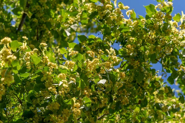아름다운 향기를 풍기는 나무의 나무는 초여름에 공기에 향기를 풍기며 우리에게 — 스톡 사진