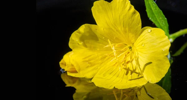 Oenothera - native to the Americas. It is a genus type of this Onagraceae family. Common names include evening primrose, sun bowls, and sun drops. They are not closely related to true primroses.
