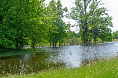 Spring photography. The beginning of May revives the flower fields of the river gorge. The art of taking close-up shots that reveal details that cannot be seen with the naked eye.