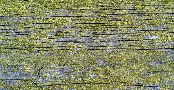 Algas Líquenes Musgo Una Tabla Madera Menudo Forman Verdes Grises — Foto de Stock