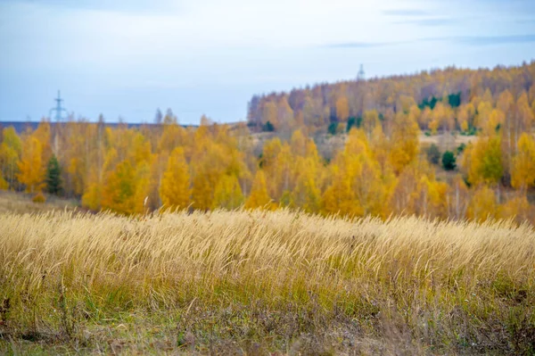 Herfst Landschap Met Uitzicht Heuvel Gele Berken Groene Sparren Dennen — Stockfoto