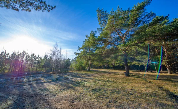 Winter Photography December City Suburbs Pine Forest Waiting Snow — Stock Photo, Image