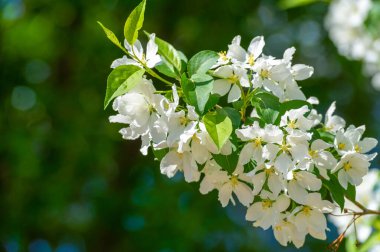 Elma çiçeği binlerce pembe ve beyaz çiçekle gerçekten sarhoş edici bir doğa görüntüsüdür. Her yıl yeniden ortaya çıkan doğanın bir gösterisi..