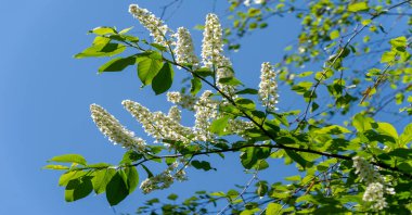 Bird cherry flowers. Amazing aromatic woody taste. In the spring, nectar-loving animals flock to this beautiful tree, and from the sweet nectar, honey tastes wonderful.